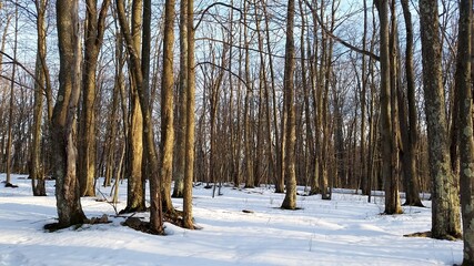 winter forest in the snow