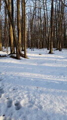 Fototapeta premium winter forest in the snow with tall trees