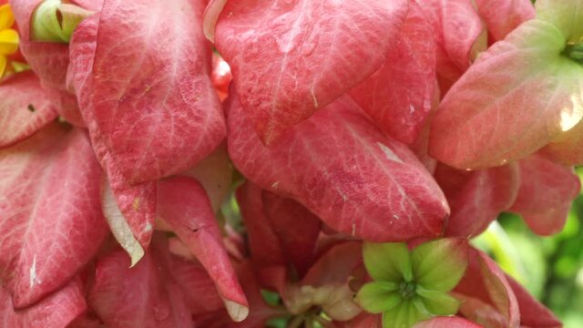 Mussaenda pubescens with a natural background. Also called Nusa Indah, Ashanti blood, Tropical dogwood