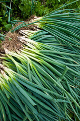 freshly grown chives, hand selected