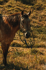 Passeio a cavalo
horse
natureza
nature
maua
montanha