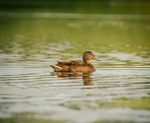 duck on the water