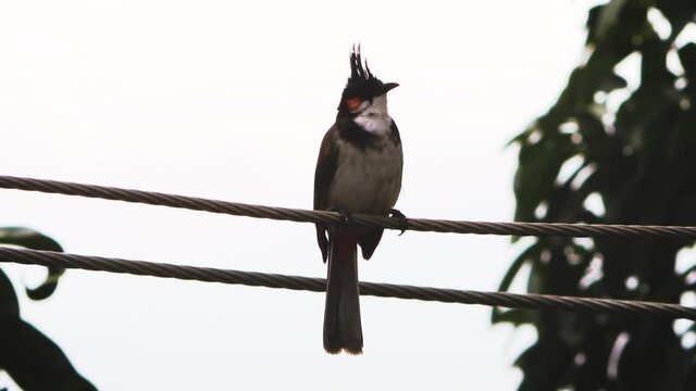 Red Eyed Phainopepla Bird Chirping Sitting on The Tree Branch 1080p