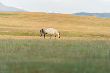 A white horse grazes on a lawn in the mountains. Beautiful white mustang