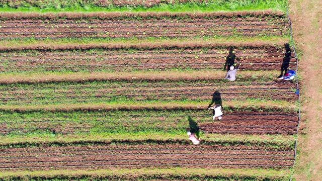 Top down aerial of local farmers working on land cultivating produce, Dominican Republic