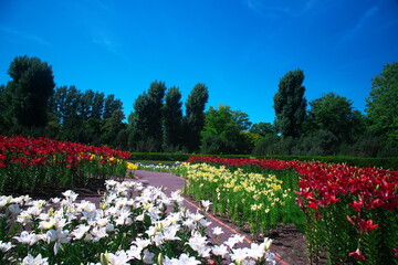 百合が原公園の美しいお花畑