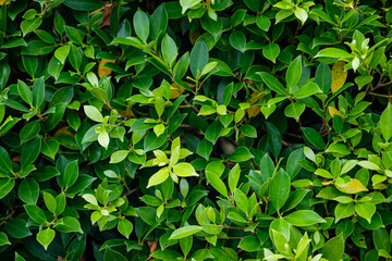 close up of green leaves on a bush in the garden