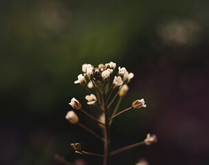 Tiny Blooms