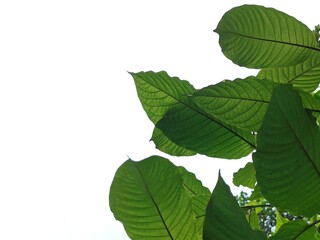 Mitragyna speciosa beautiful white background green detail leaves