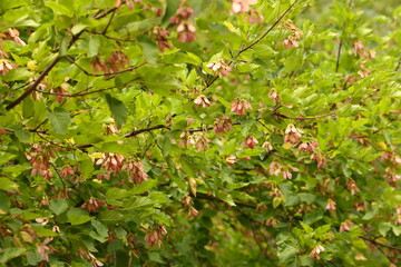 Pink seeds on a background of green foliage, tatar maple, chernoklen acer tataricum, plant background - obrazy, fototapety, plakaty