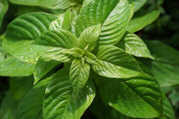 Mussaenda pubescens with a natural background. Also called Nusa Indah, Ashanti blood, Tropical dogwood