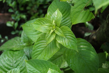 Mussaenda pubescens with a natural background. Also called Nusa Indah, Ashanti blood, Tropical dogwood