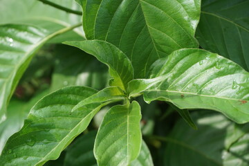 Mussaenda pubescens with a natural background. Also called Nusa Indah, Ashanti blood, Tropical dogwood