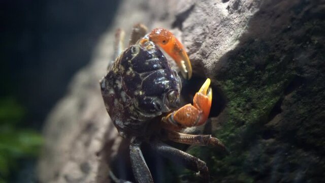 A crab (Perisesarma bidens) moves its eye stalks and mandibles as it feeds.