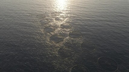Aerial view of a fish farm (fisheries, fishery co-op or aquaculture) on the sea or ocean.Aerial view of salmon farming, fish cages and nets, in sunset- circling, drone shot.