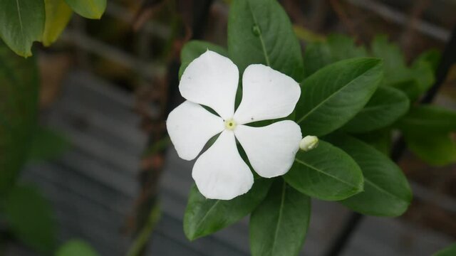 White catharanthus roseus flower background leaf green. Madagascar periwinkle