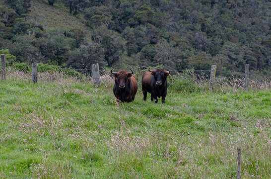 toros bravos en la dehesa disfrutando de las praderas frondosas
