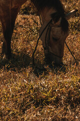 horse
passeio a cavalo
natureza
cavalo
