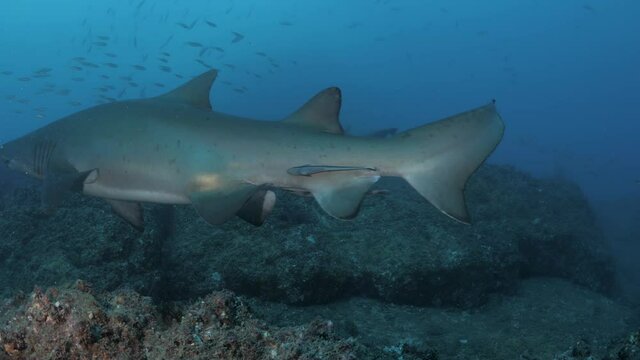 Large Spotted Ragged -Tooth sharks takes evasive action when swimming to close to a scuba diver. Wide underwater view