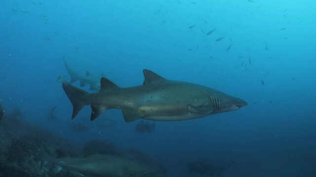 A large congregation of a protected species of Grey Nurse Sharks gathering in a marine park of the coast of Australia