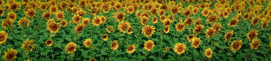 Fototapeta na wymiar sunflowers background, panoramic. many blooming sunflowers in the field.