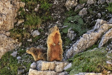 Murmeltiere on the rocks