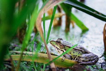 toad in the river. a toad partially submerged in a duckweed in a pond.