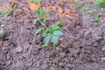 Growing tomatoes plant in the field