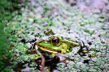toad in the river. a toad partially submerged in a duckweed in a pond.