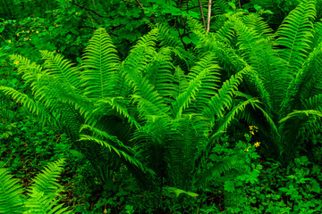 Fototapeta na wymiar Green fern plants in the forest on spring