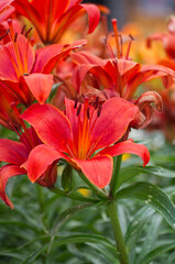 Red Lilies Blooming in the Summer