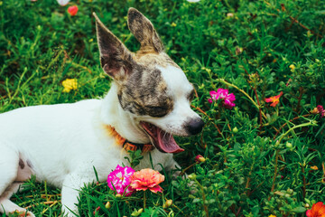 Fototapeta premium puppy in the flower garden