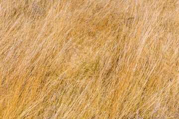 Background of dry grass. Autumn concept