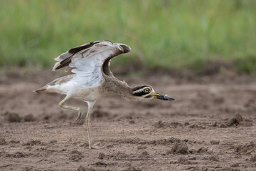 Great thick-knee is standing on the ground and got the sun ray in the morning.
