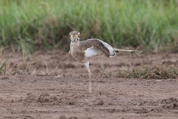 Great thick-knee is standing on the ground and got the sun ray in the morning.