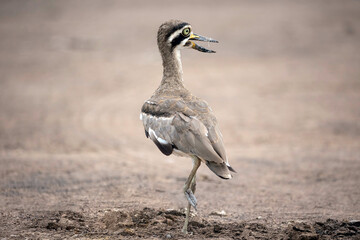 Great thick-knee is standing on the ground and got the sun ray in the morning.