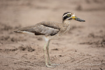 Great thick-knee is standing on the ground and got the sun ray in the morning.