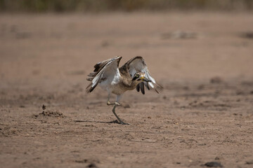 Great thick-knee is standing on the ground and got the sun ray in the morning.