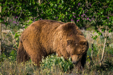 Closeup of grizzly bear feeding on flowers