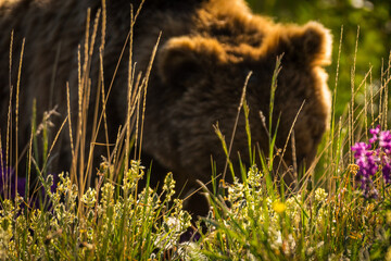 Closeup of grizzly bear feeding on flowers