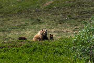 Grizzly mother bear protecting her cubs in Denali, Alaska