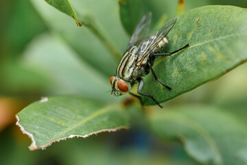 A red-eyed fly on a green leaf