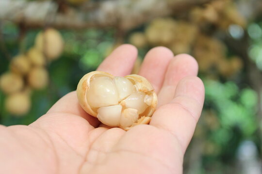 Longkong is thai tropical sweet fruits