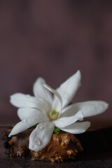White magnolias lie on a wooden stand.