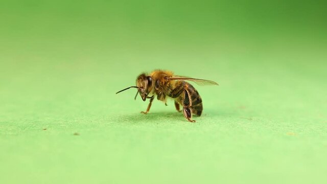 Honey bee cleaning itself on a green background.
Worker honebee isolated.
Apis mellifera macro closeup.
Beautiful insect, insects, bees.
Bugs, bug.
Wildlife, wild nature.
animals, animal