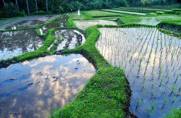Rice field with small rice plants during afternoon time
