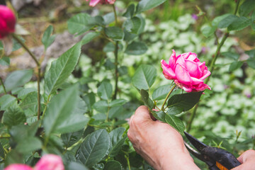 A woman works in the garden, cuts a rose with a pruner.
