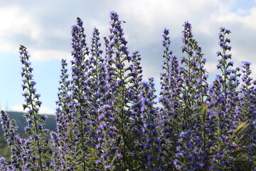 Bright blue flowers under the sunlight in the mountains