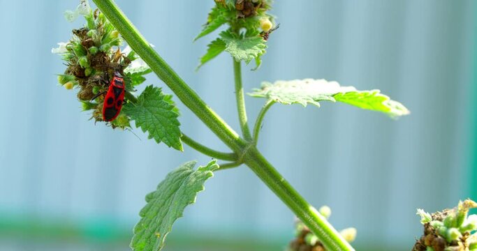 bug soldier crawling on a branch of nettle
