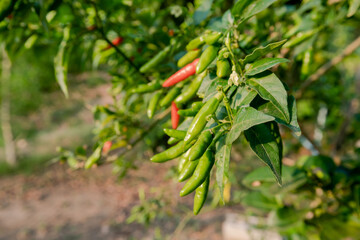Paprika, fresh on the tree, has many green and red colors.